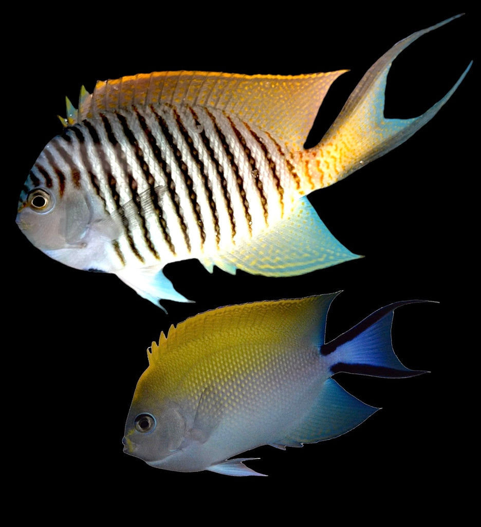 NEW ARRIVAL Aquarium Conditioned-Japanese Swallowtail Angelfish (Pair)