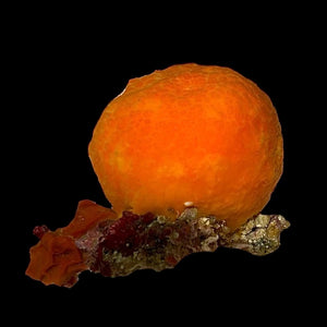 WYSIWYG Orange Ball Sponge