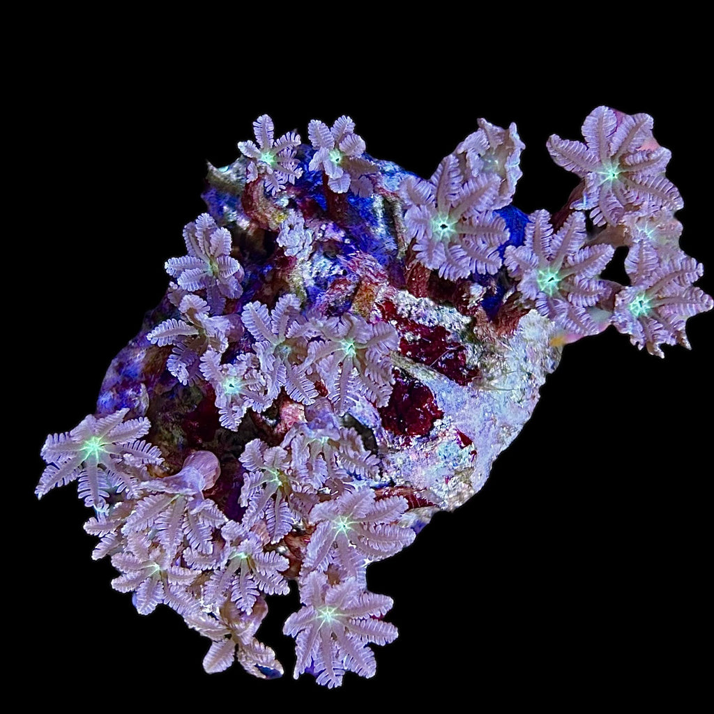 WYSIWYG Clove Polyps Coral Colony