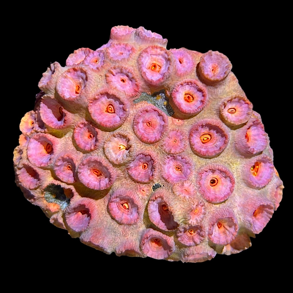 WYSIWYG Orange Sun Coral -Tubastrea sp