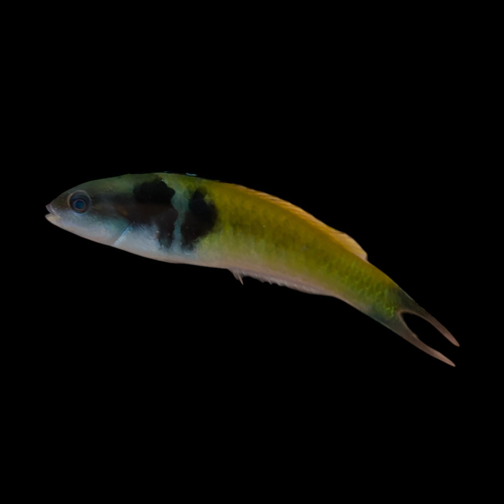 Aquarium Conditioned-Bluehead Wrasse