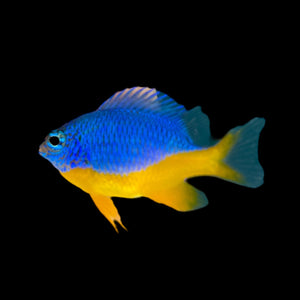 Aquarium Conditioned-Azure Damselfish