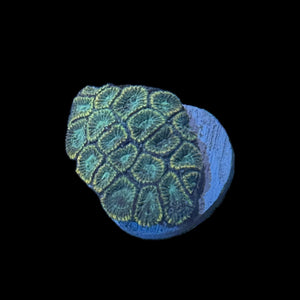 WYSIWYG Favia Coral Frag