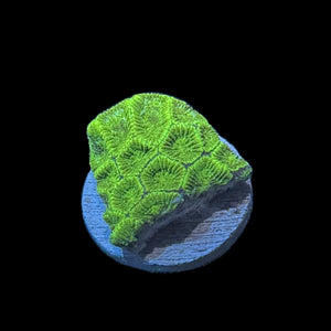 WYSIWYG Favia Coral Frag