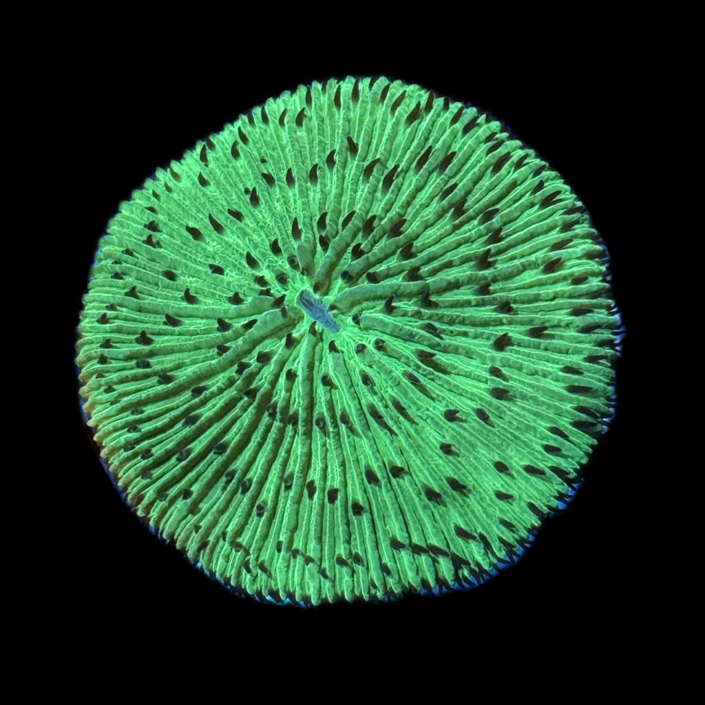 WYSIWYG-Neon Green Cycloseris Plate Coral