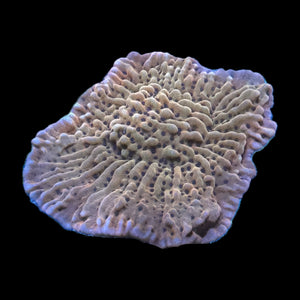 WYSIWYG Flaming Pheonix Montipora Coral-Aquacultured