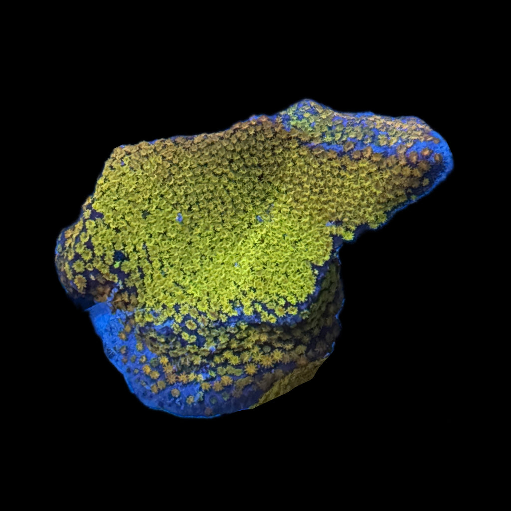 WYSIWYG Rainbow Encrusting Montipora Coral-Aquacultured