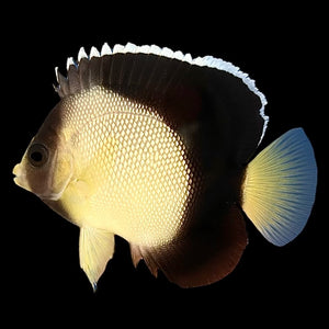 WYSIWYG Aquarium Conditioned-Red Sea Angelfish