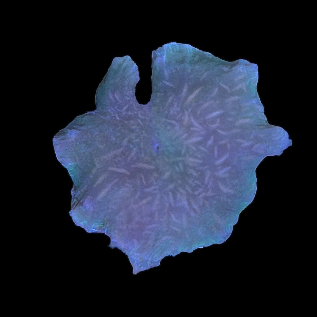WYSIWYG Green Cabbage Leather Coral Frag
