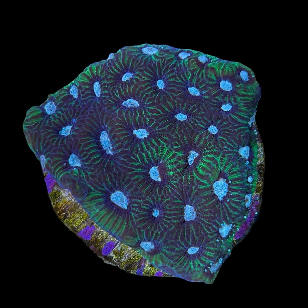 WYSIWYG Favia Coral Frag