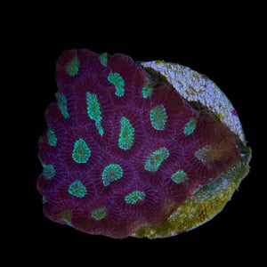 WYSIWYG Favia Coral Frag