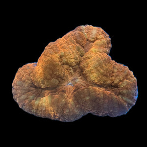 WYSIWYG Fiji Orange Branching Lobophyllia