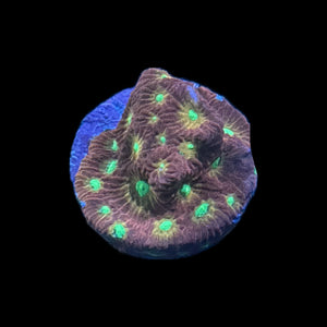 Cherry Apple War Coral-Aquacultured