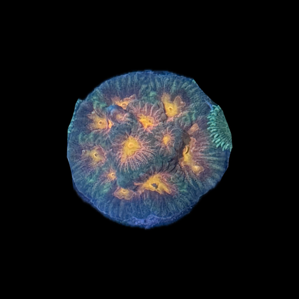 WWC Pink Lady Favia Coral Frag-Aquacultured