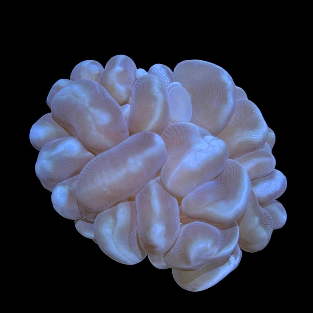 WYSIWYG Small Bubble Coral