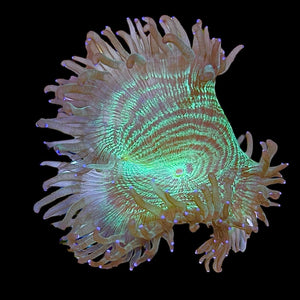 WYSIWYG Elegance Coral Frag