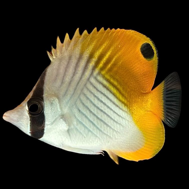 Aquarium Conditioned- Auriga Butterflyfish