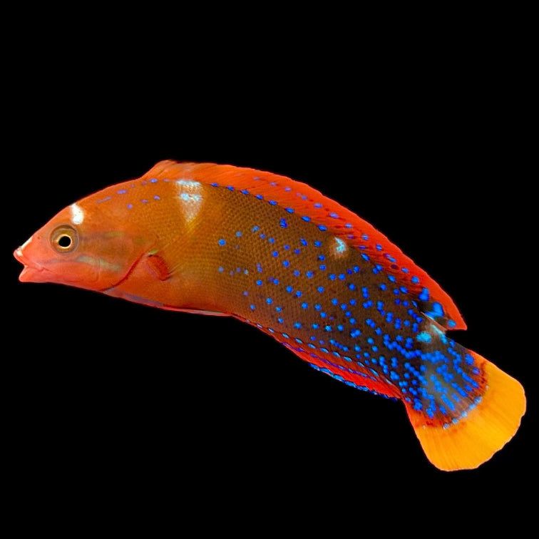 Aquarium Conditioned-Red Coris Wrasse