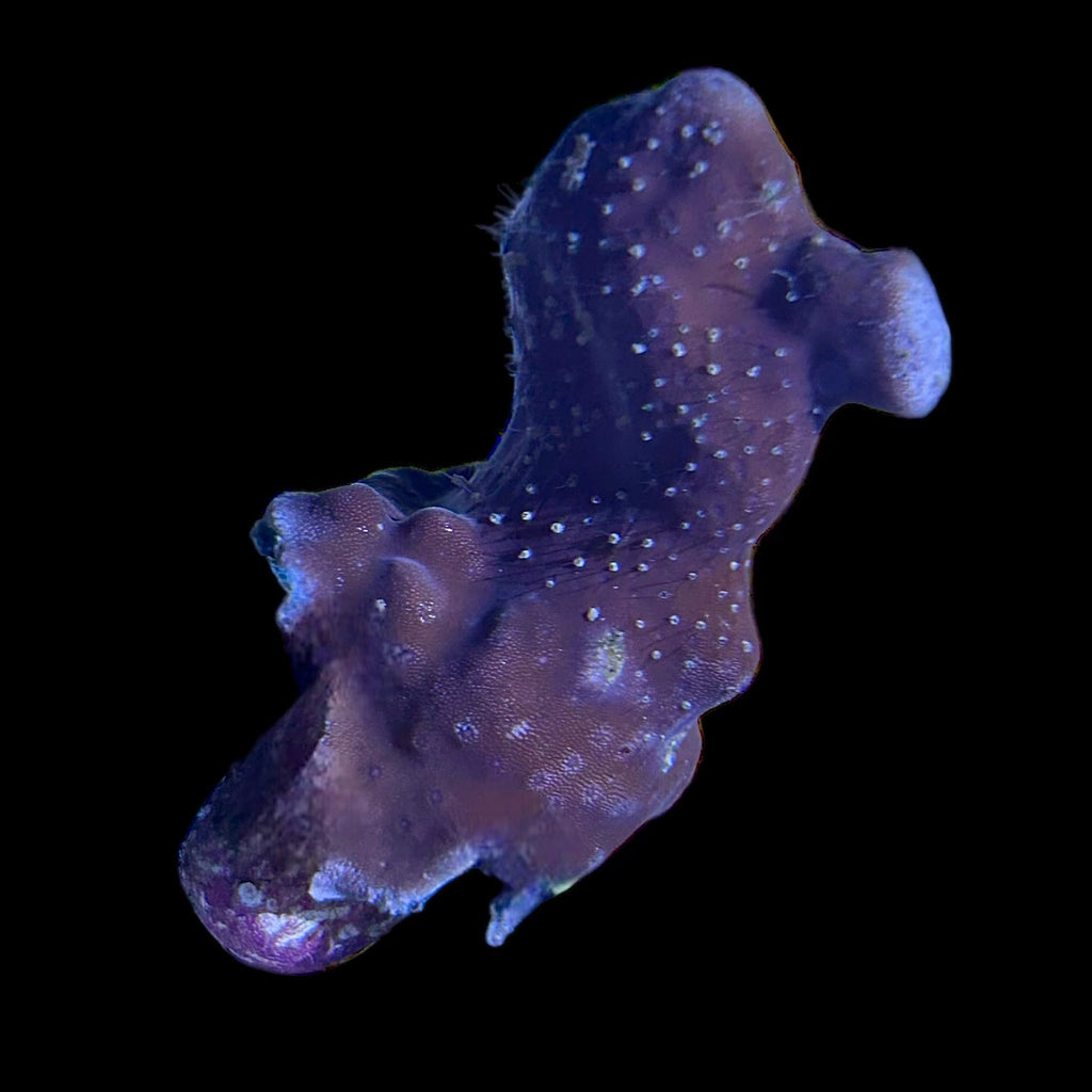 Blue Ridge Coral Frag