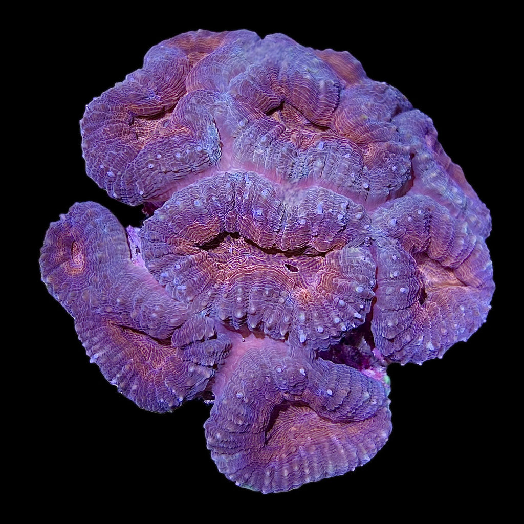 WYSIWYG Branching Orange Lobophyllia Colony