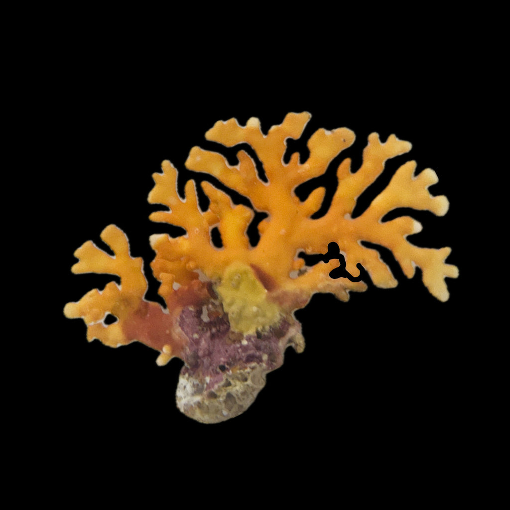 WYSIWYG Australian Lace Coral