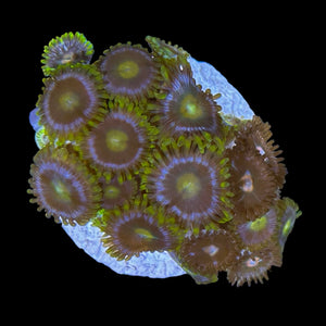 WYSIWYG Zoanthid Frag