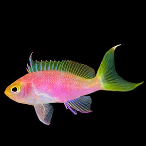 Aquarium Conditioned-Resplendent Goldie Anthias Female