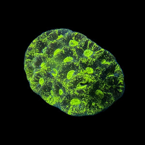 WYSIWYG Splatter Favia Brain Coral