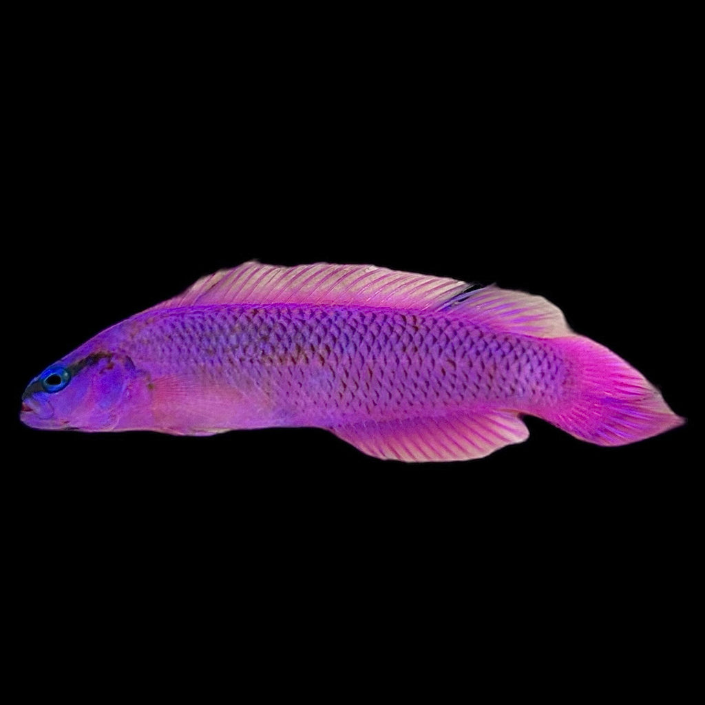 Captive Bred- Hybrid Indigo Dottyback