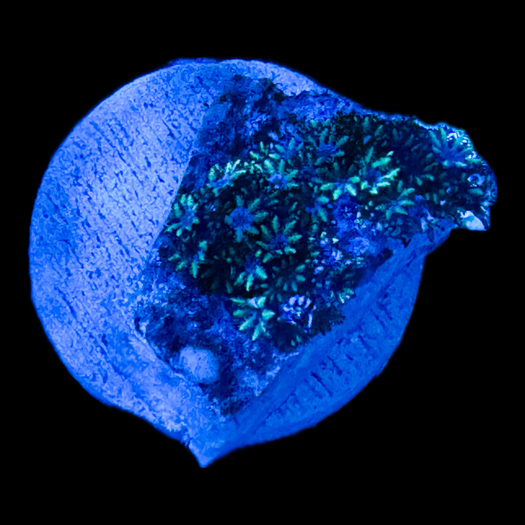 WYSIWYG Blue Sympodium Soft Coral-Frag