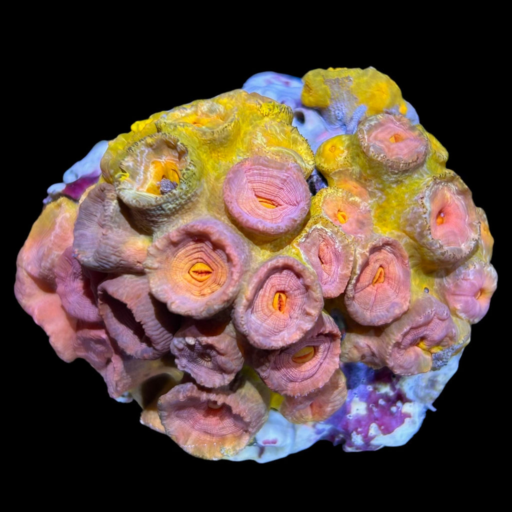 WYSIWYG Australian Orange Sun Coral -Tubastrea sp