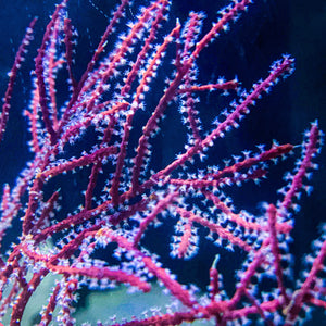 Caribbean Deepwater Red Sea Fan