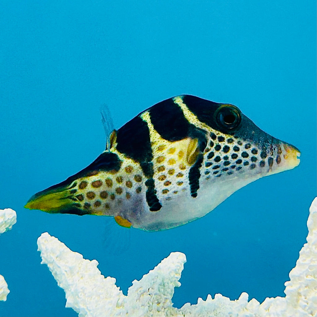 Aquarium Conditioned-Valentini Pufferfish (Toby Puffer)