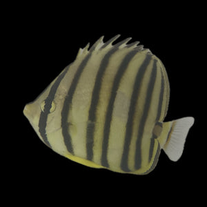 Aquarium Conditioned-Cebu Eight Lined Butterflyfish