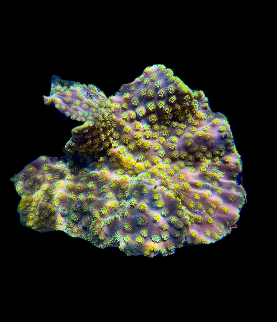 WYSIWYG Yellow Turbinaria Coral