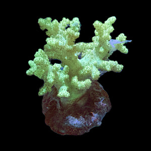 WYSIWYG Green Finger Leather Coral (Sinularia sp.)