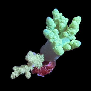WYSIWYG Green Finger Leather Coral (Sinularia sp.)