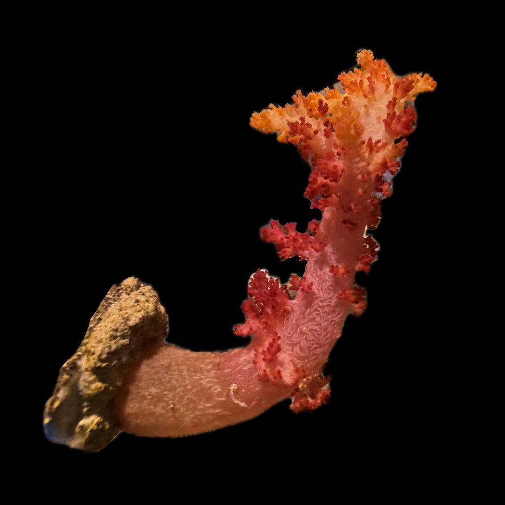 WYSIWYG Pink Carnation Dendronephthya Coral Colony (Non Photosynthetic)