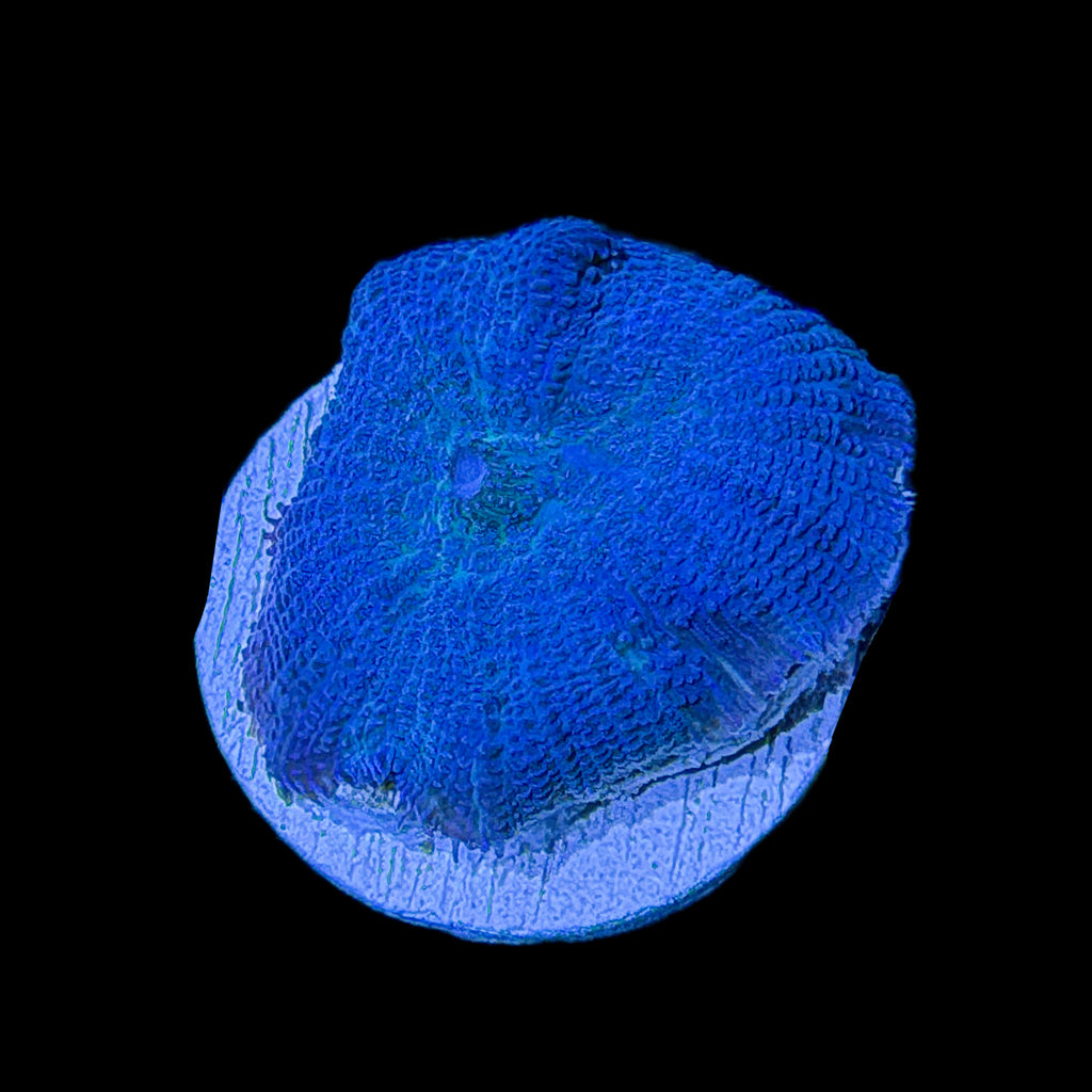 WYSIWYG Blue Rhodactis Mushroom