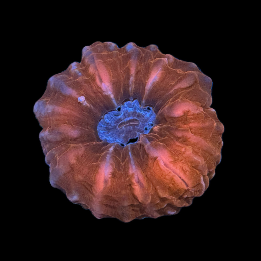 WYSIWYG-Bright Red Cynarina Coral