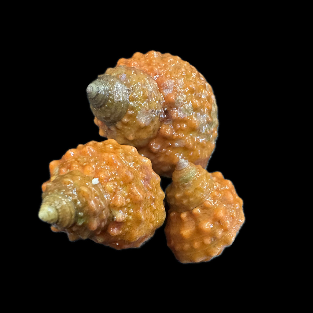 Orange Chestnut Turbo Snail-Great Algae Eaters