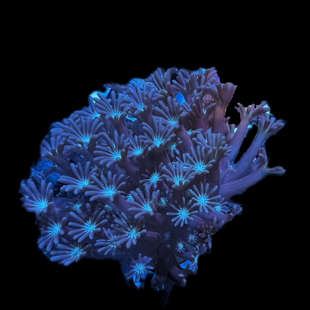 WYSIWYG Pastel Alveopora-Coral Frag