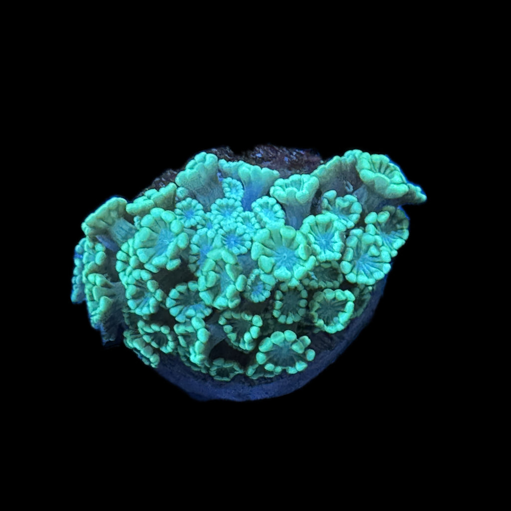 WYSIWYG Green Alveopora-Coral Frag