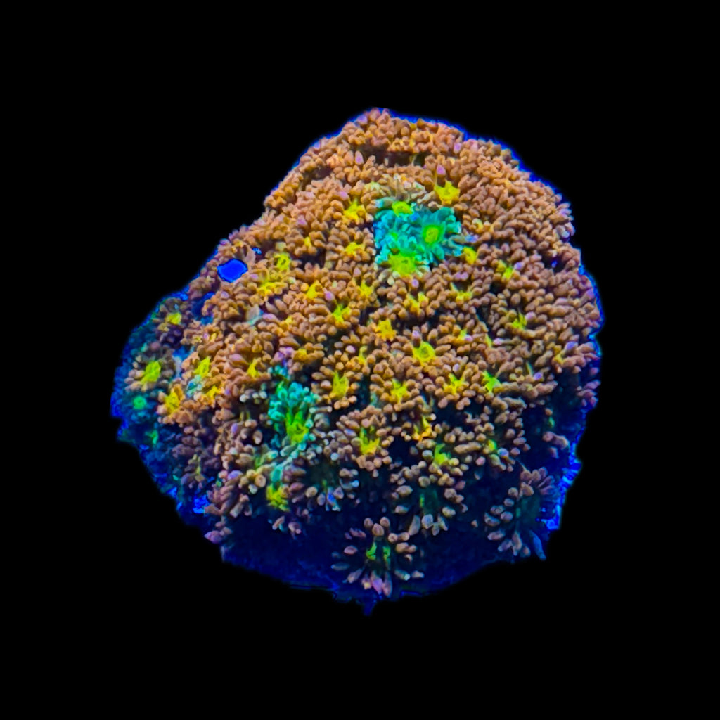 WYSIWYG Ultra Rainbow Short Polyp Goniopora-Aquacultured