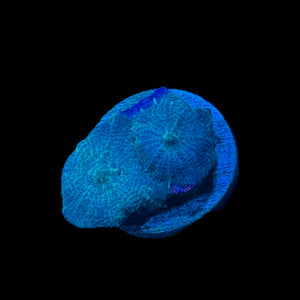 WYSIWYG Blue Rhodactis Mushroom