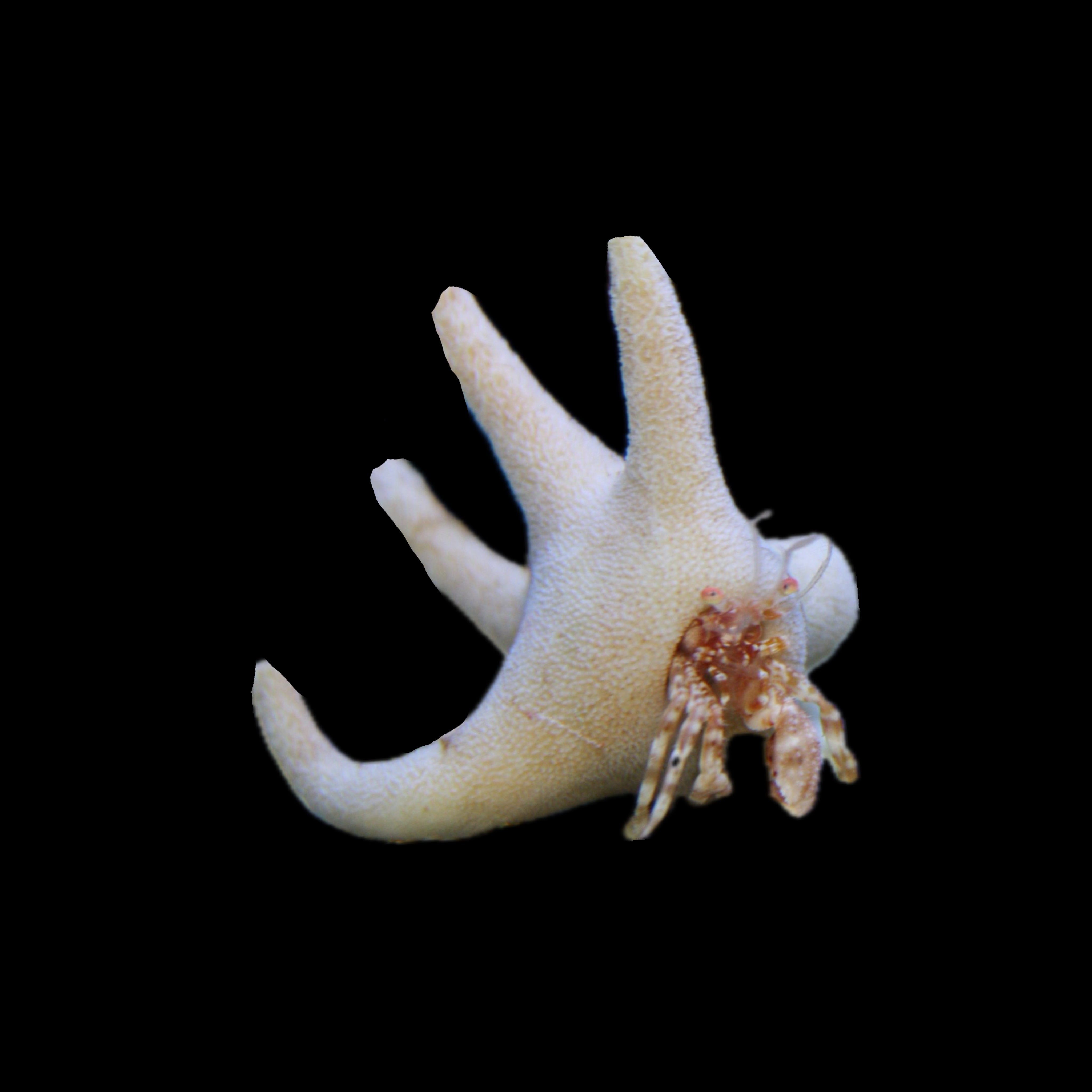 Staghorn Hermit Crab – Alyssa's Seahorse Savvy