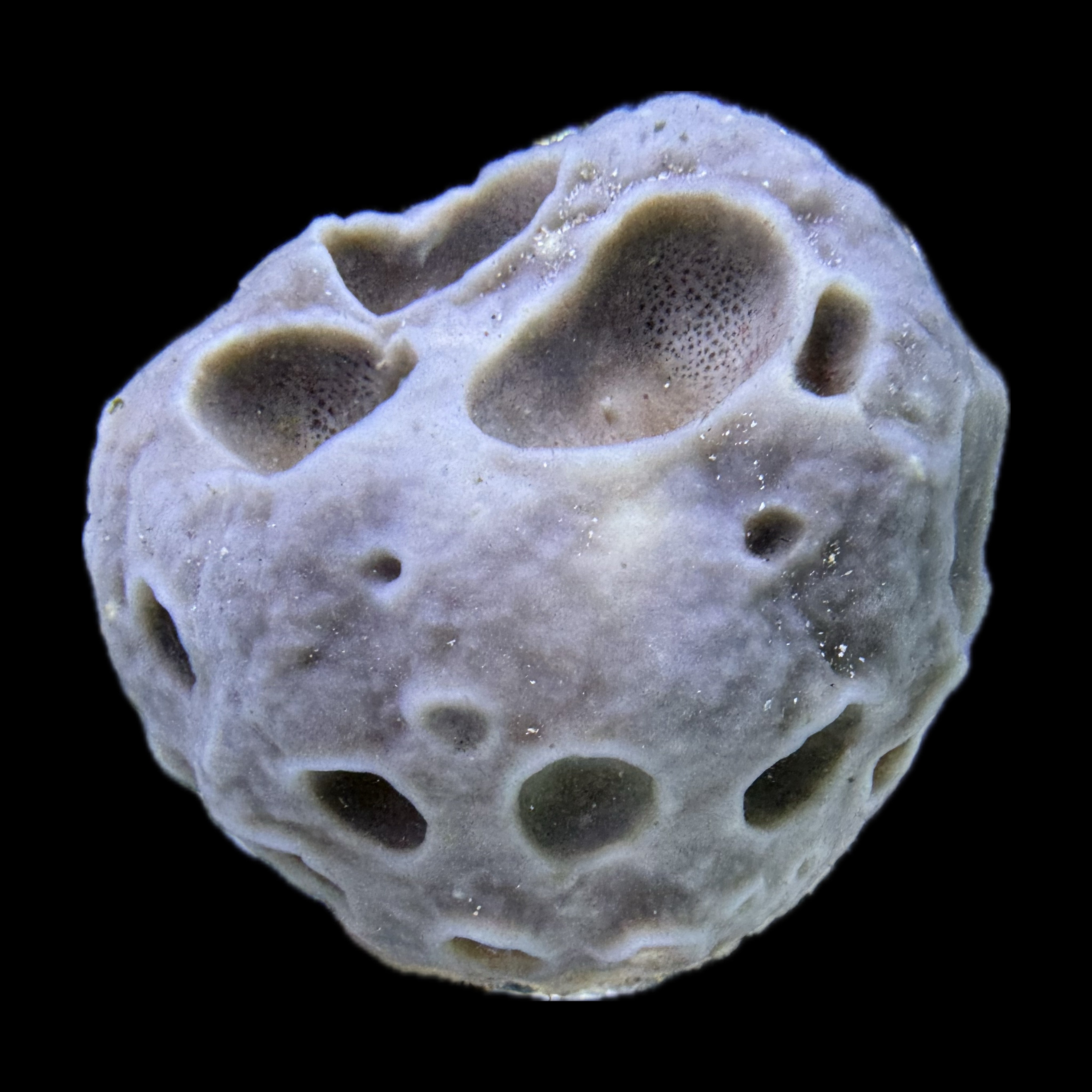 Sponge Moon Gulf Moon Ball Sponge – Alyssa's Seahorse Savvy