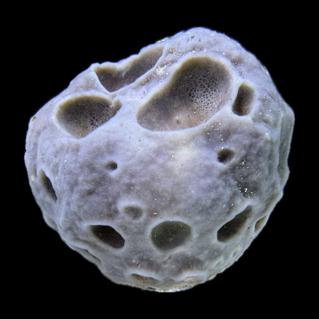 Moon Ball Sponge