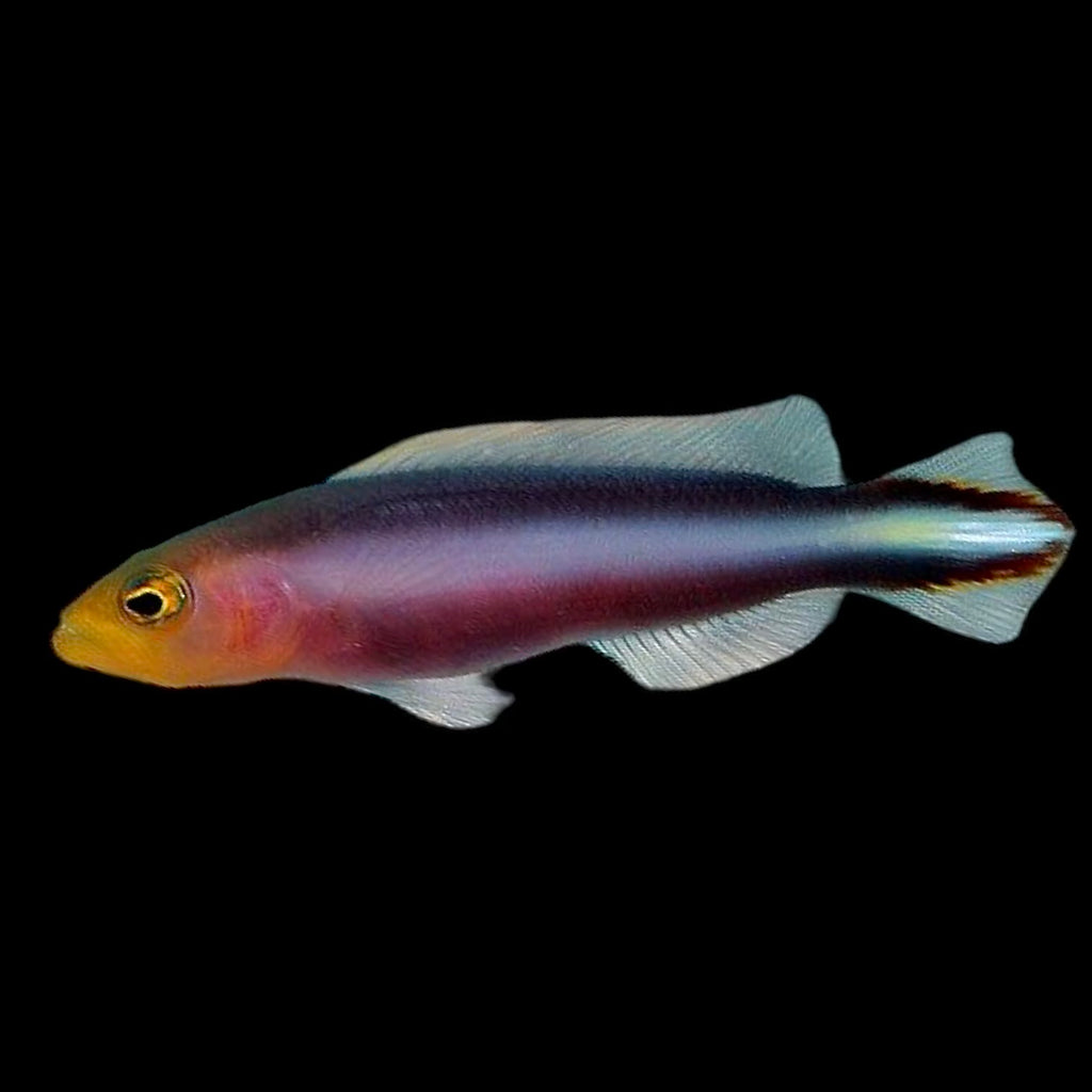 NEW ARRIVAL-Aquarium Conditioned-Slender Dottyback