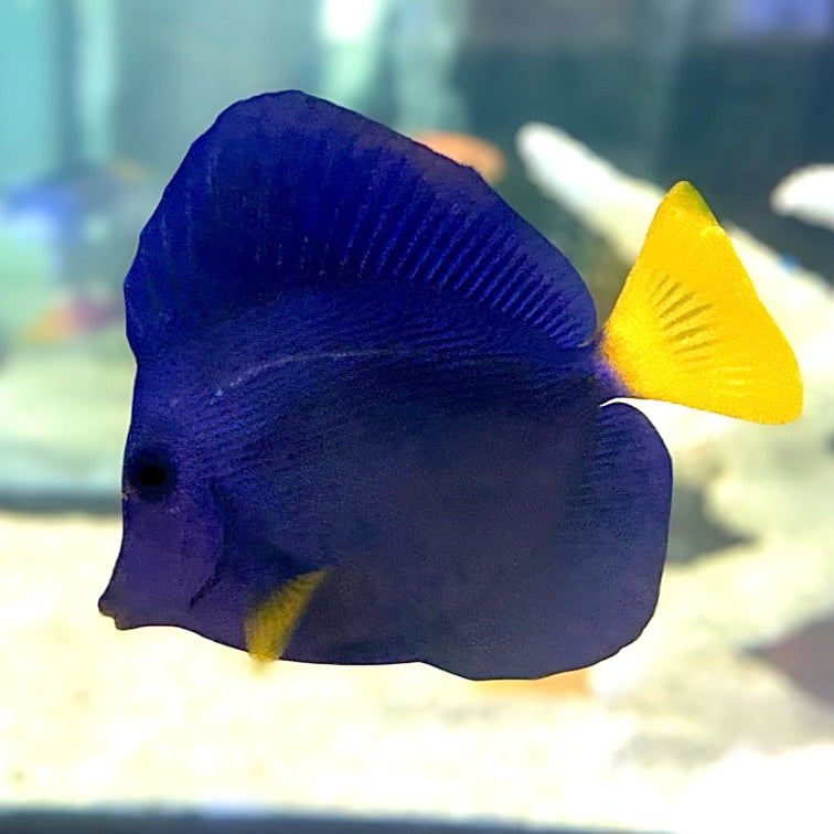 Aquarium Conditioned-Purple Tang